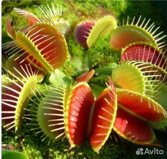 Венерина Мухоловка Dionaea Muscipula семена