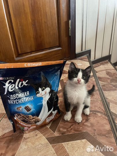 Котенок