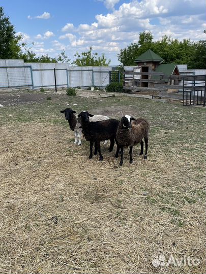 Овцы и баран