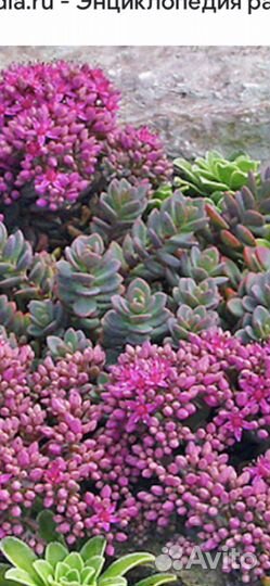 Очиток Эверса