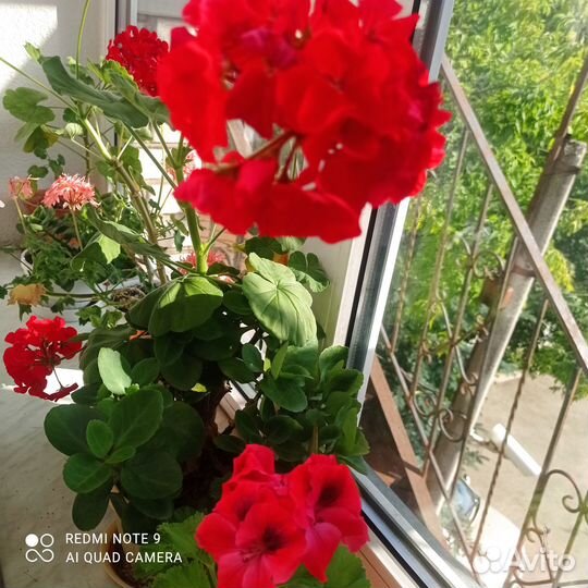 Комнатные декоративные растения