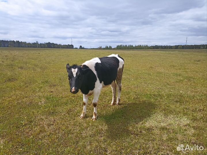 Телёнок 4 месяца, тёлка 1 год