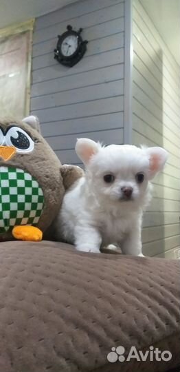 Щенки чихуахуа