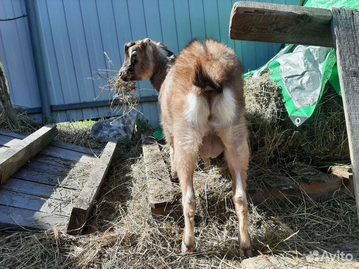 Козел ламанча