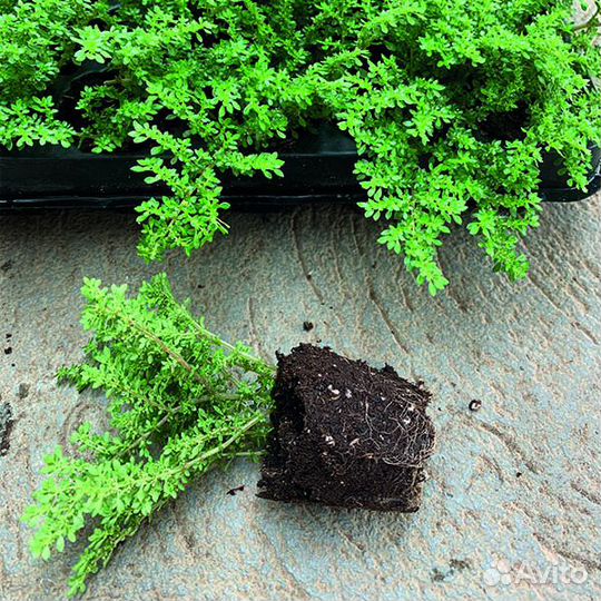 Укорененные черенки комнатных растений