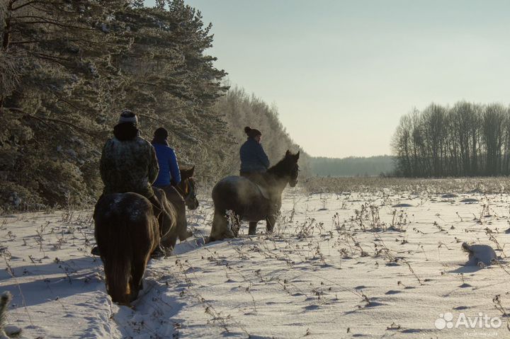 Конные прогулки, обучение верховой езде, походы