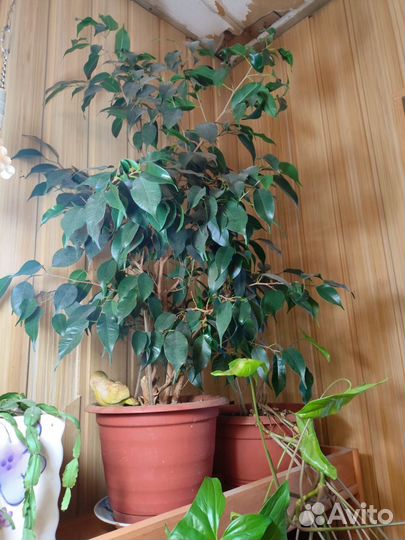 Фикус бенджамина