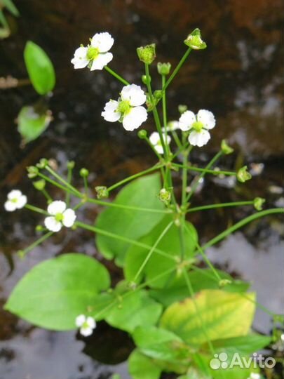 Прибрежные растения в водоём