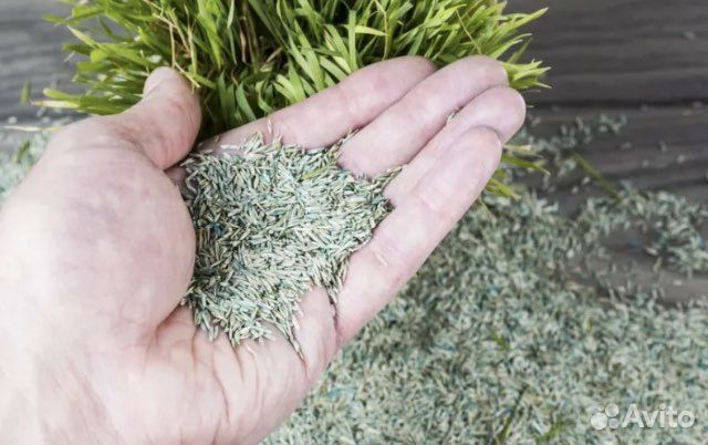 Газон (семена) Canada Green“Premium”1уп/5к