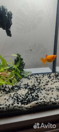 Аквариум с рыбками