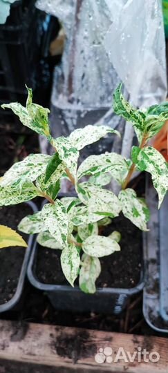 Саженцы Дейции зкс