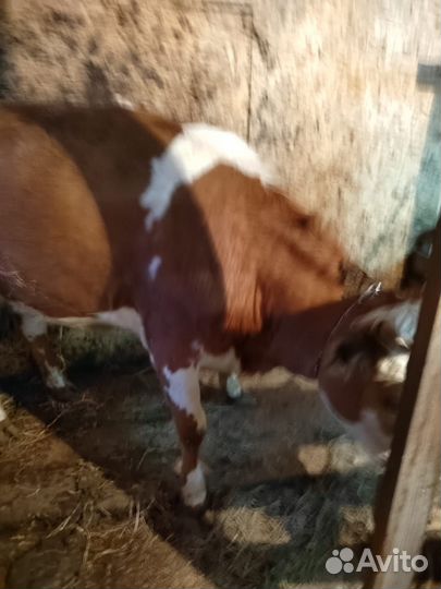 Телка и корова