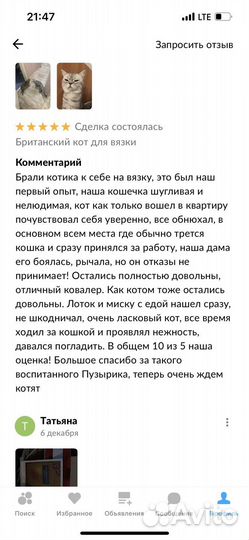 Британский кот для вязки
