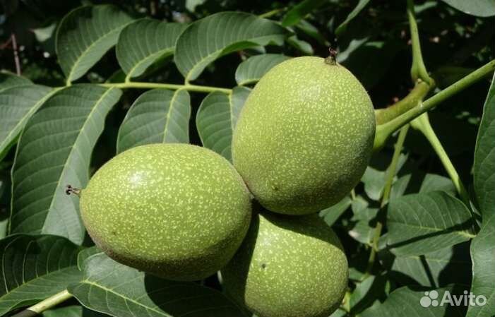 Саженцы орех грецкий и фундук