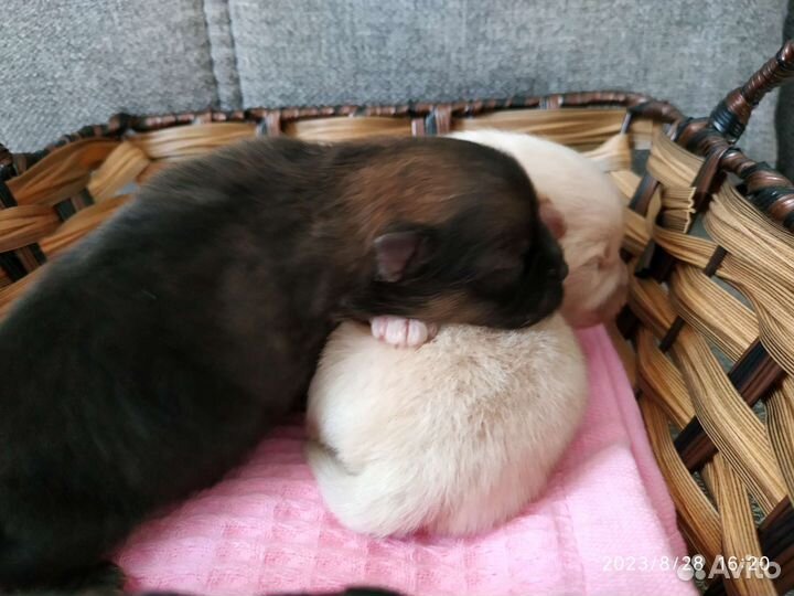 Щенки шпица