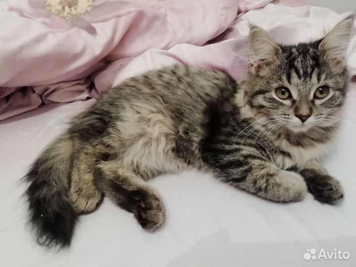 Кошка в дар