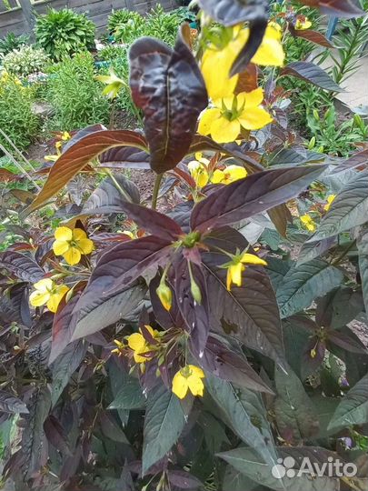 Вербейник пестролистный