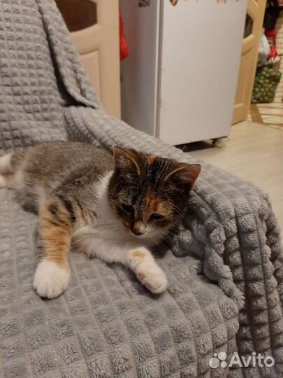 Котёнок девочка Машка в добрые руки