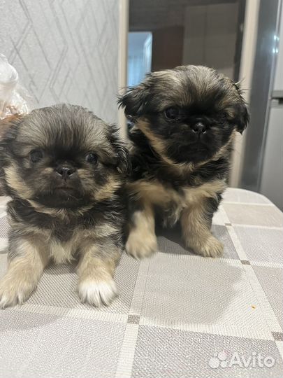 Щенки пекинеса