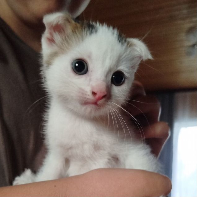 Шотландский вислоухий короткошёрстный котёнок