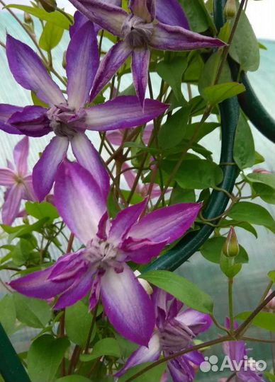 Саженцы клематиса