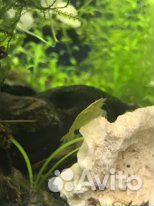 Креветки, раки,улитки, растения,мхи