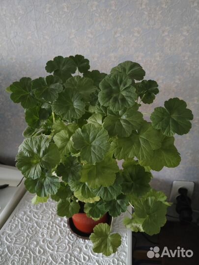 Комнатные растения цветы