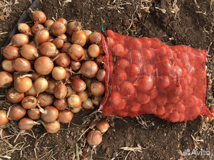 Лук репчатый