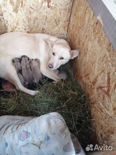 Отдам щенков