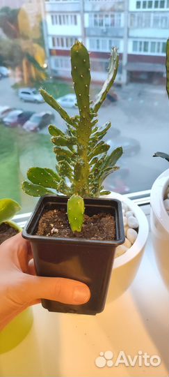 Кактус Опунция, детка с горшком. Суккуленты