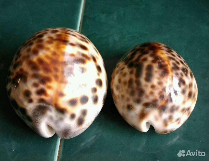 Морские раковины