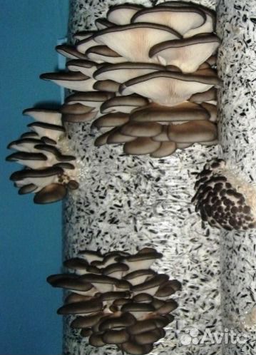 Вешенки устричной семена (мицелий)