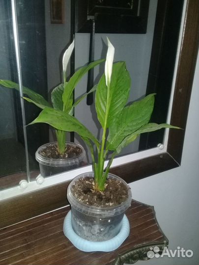 Цветок женское счастье