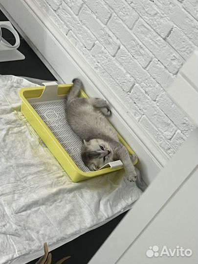 Шотландский котёнок