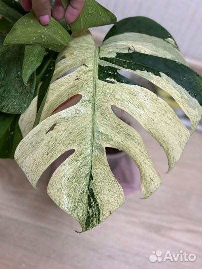 Монстера делициоза Минт