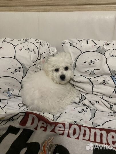 Передержка собак и не только