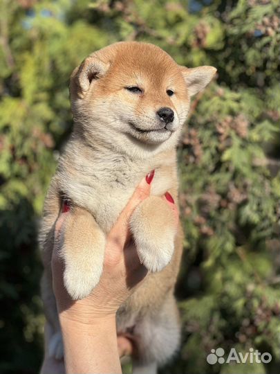 Сиба ину девочка