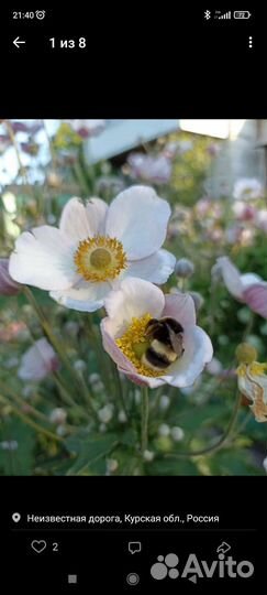 Цветы садовые