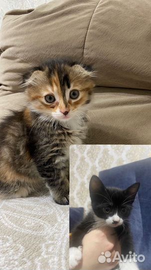 Котята в добрые руки бесплатно
