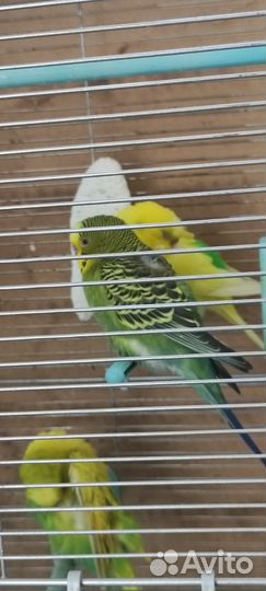 Волнистый попугай