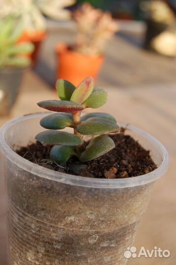 Суккуленты