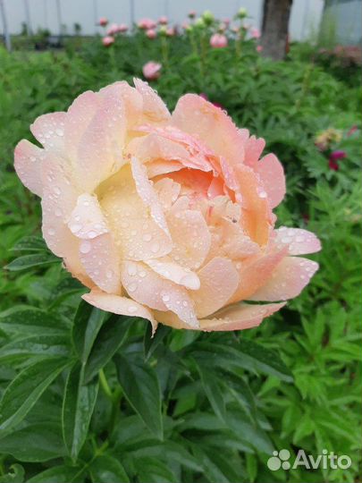 Корни пионов