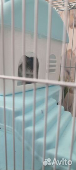 Клетка, джунгарик маленький