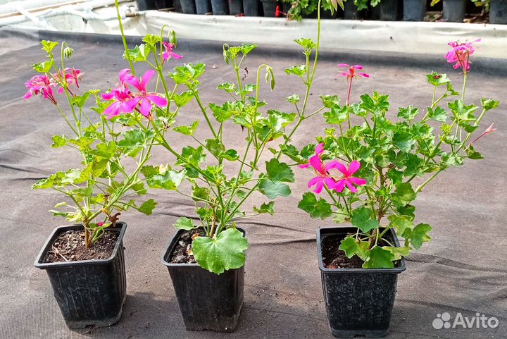 Пеларгония плющелистная Balcon Noa - молодое расте