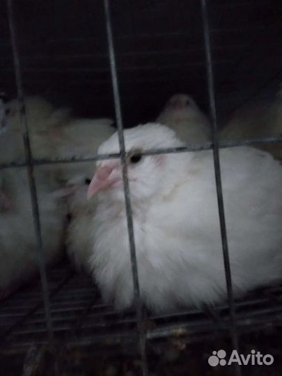 Перепелята