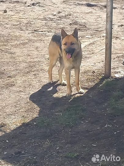 В добрые руки