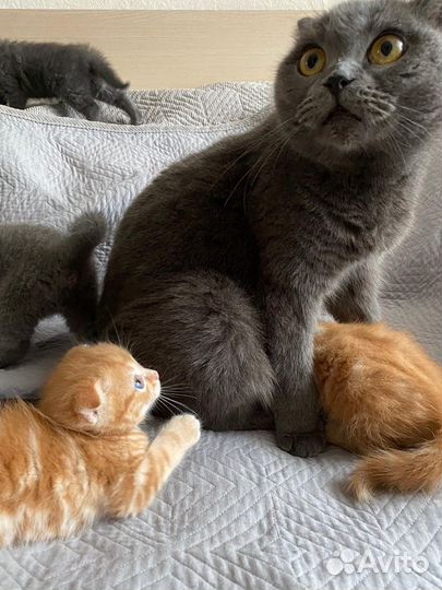 Британская вислоухая кошка