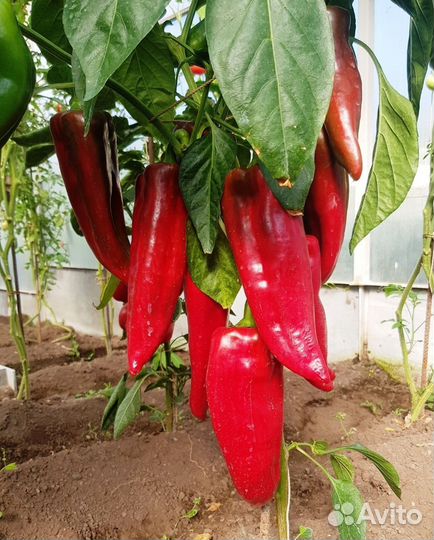 Семена. Перца