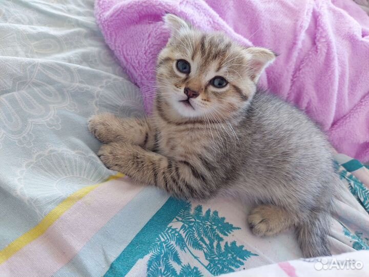 Вислоухая кошка бесплатно