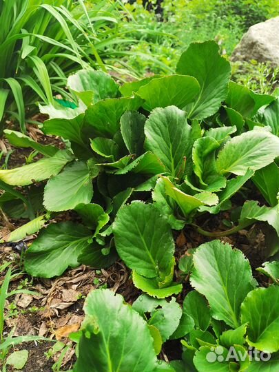 Продаю рассаду бадана зимостойкого